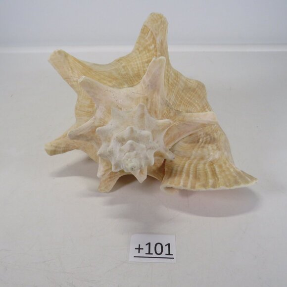 Large Real Conch Sea Shell 8.5" x 7" wide 6" tall has some chips - Picture 5 of 8